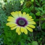 Blühende Dimorphotheca an einem sonnigen Standort