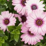 Rosa-violette Kapmargeriten mit dunkler Mitte über grünen Blättern