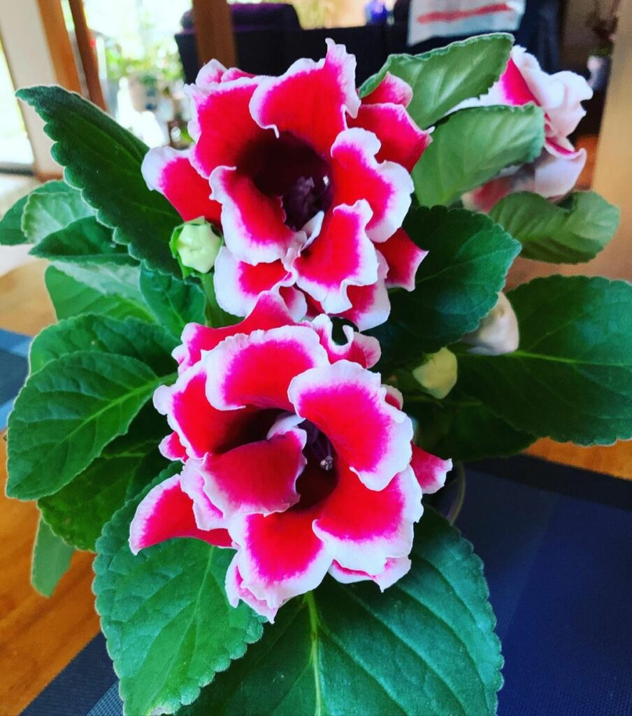 Gloxinie prachtvolle Blüten