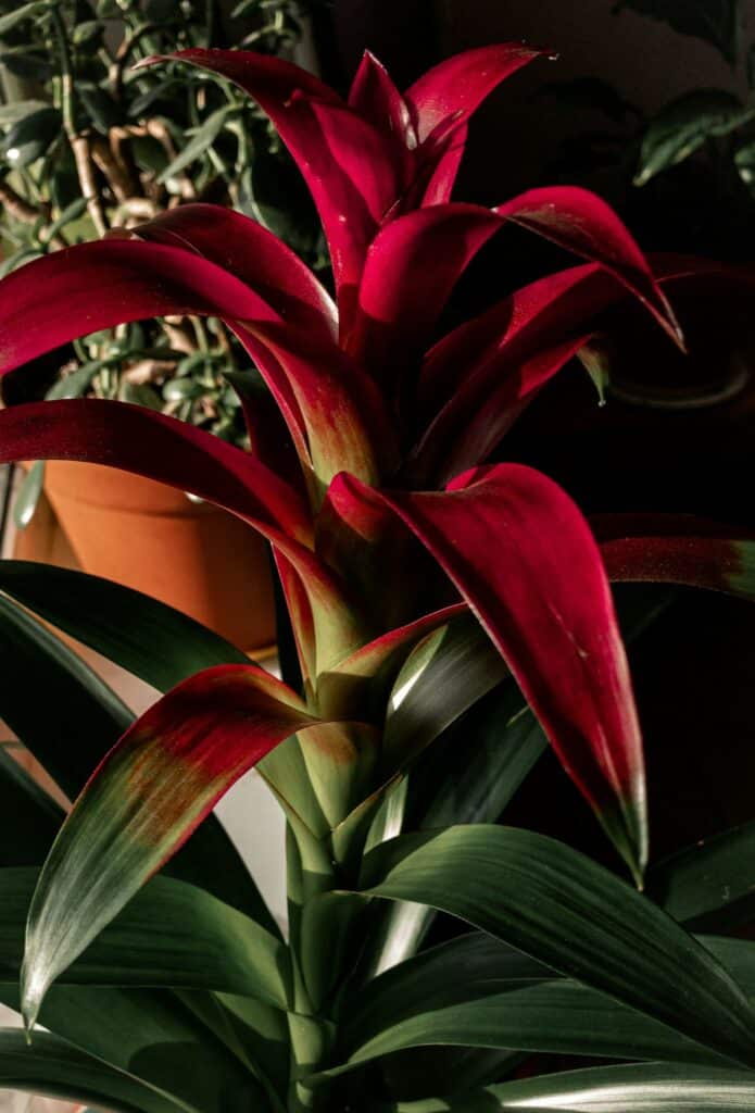 Guzmania rote Blätter