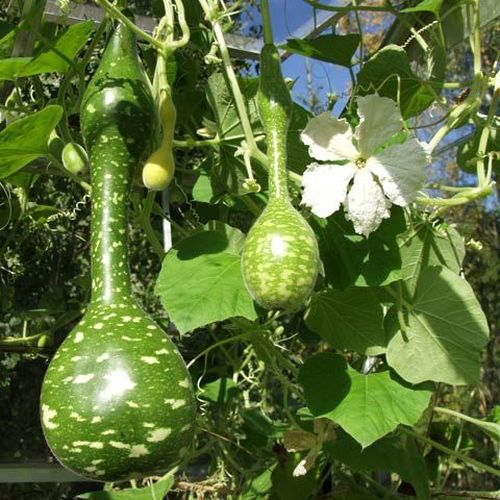 Flaschenkürbis Frucht
