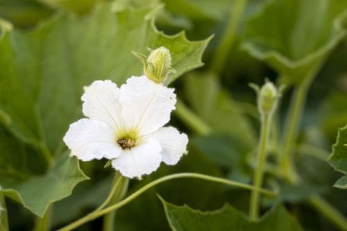 Flaschenkürbis Blüte