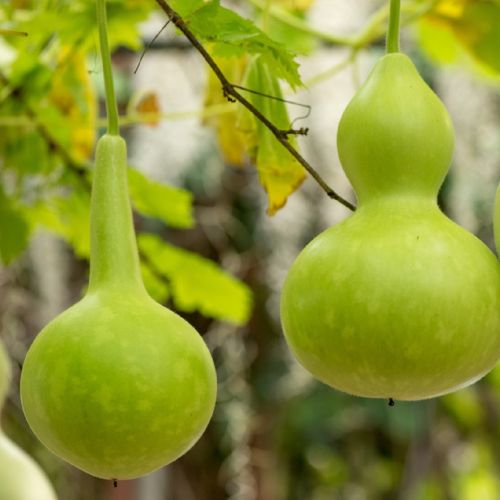 Flaschenkürbis Frucht