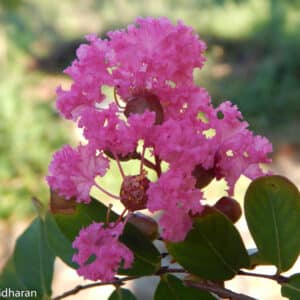Rosa Blütenrispe der Lagerstroemia indica mit gekräuselten, krepppapierartigen Blütenblättern über dunkelgrünen Blättern