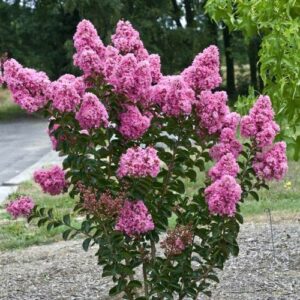 Lagerstroemia indica mit rosa Blüten und grünen Blättern