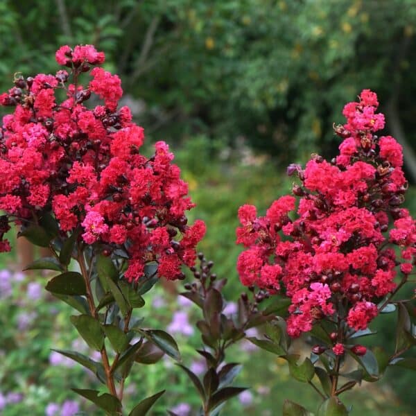 Blühende Lagerstroemia indica mit rosa Blüten