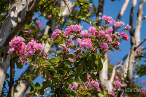 Lagerstroemia indica mit rosa Blüten und grünem Laub