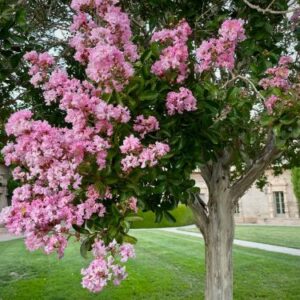 Lagerstroemia indica mit rosa Blüten im Sommer