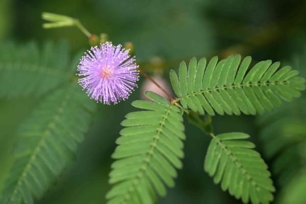 Mimose (Mimosa pudica)