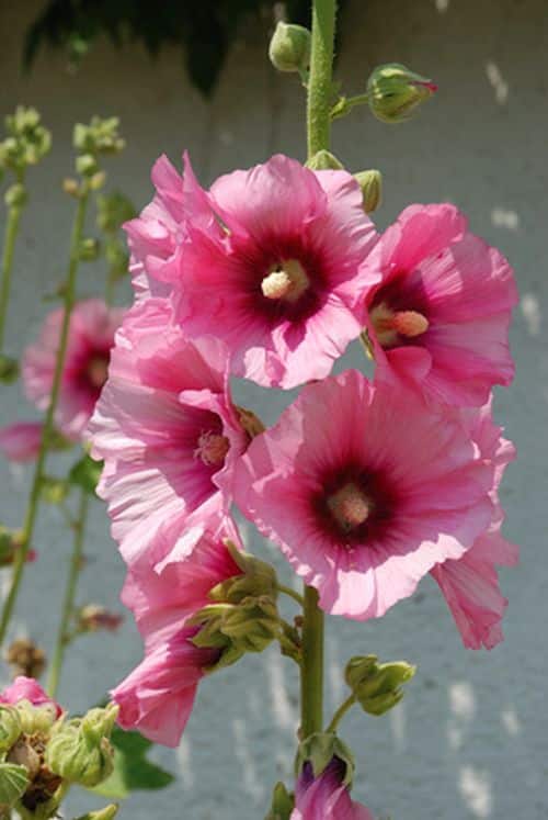 Rosafarbene Stockrosenblüten mit kleinen Blättern.