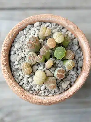Lebende Steine zwischen Kieselsteinen in einem Mini-Wüstenarrangement