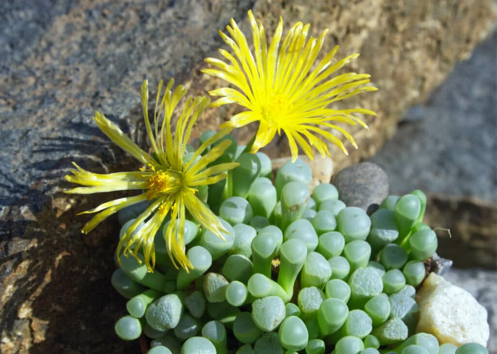 Lebende Steine mit sukkulenten Pflanzen in natürlichen Farben