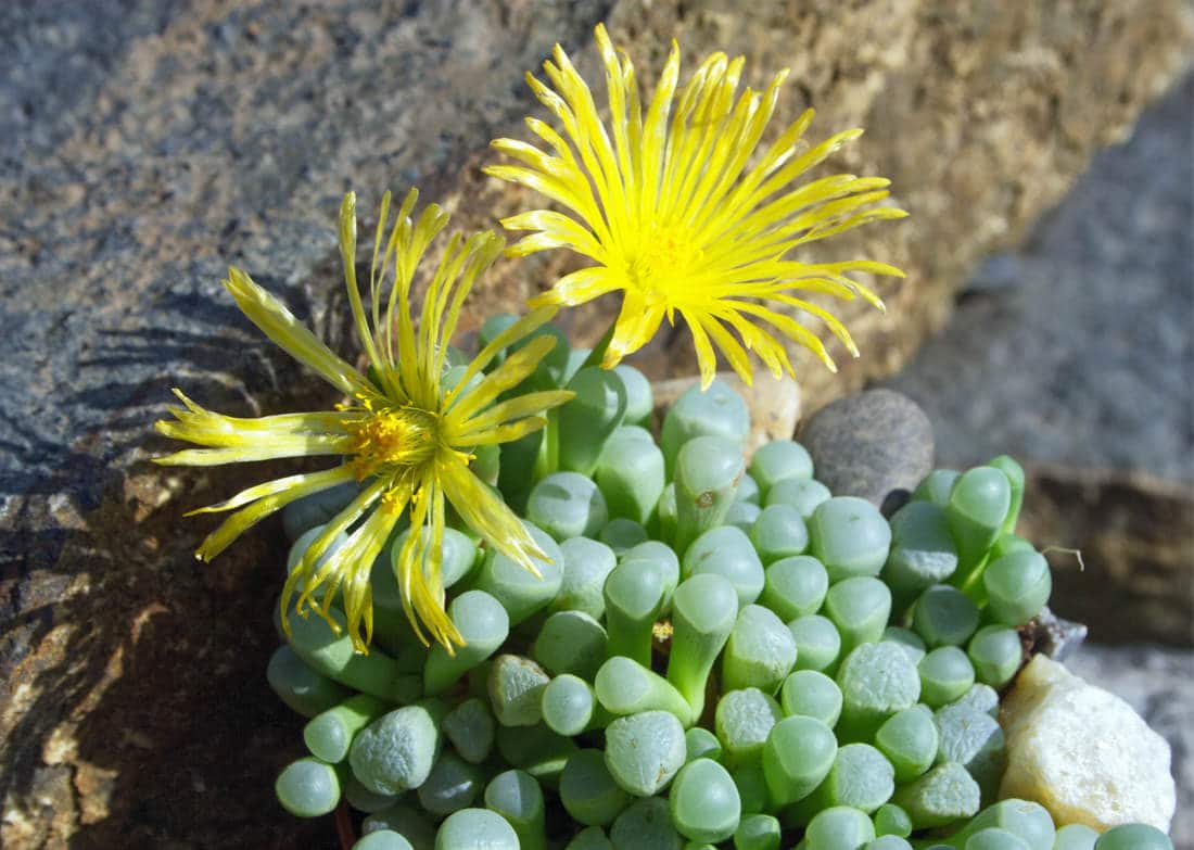 Blühende lebende Steine — weiße und gelbe Blüten, die aus dem Spalt zwischen den Blättern wachsen