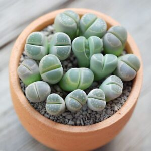 Lebende Steine