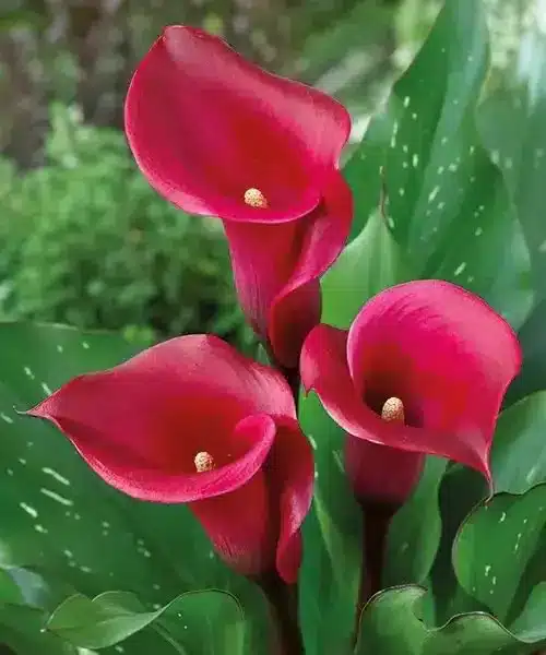 Calla - Blüten und Blätter