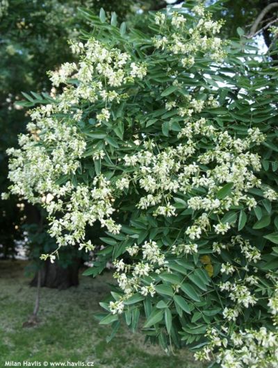 Sophora japonica Regent - Japanischer Schnurbaum