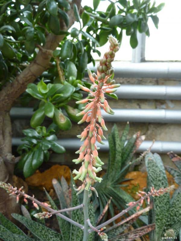 Gasteria - Aussehen der Pflanze während der Blüte