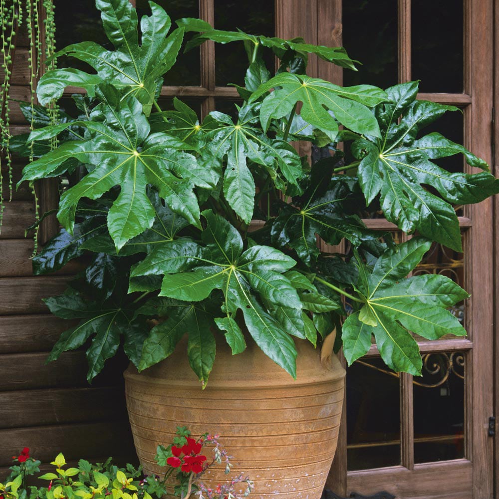 Laubtragende Fatsia japonica mit charakteristischen handförmigen Blättern