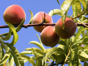Pfirsichbaum