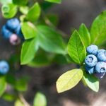 Dünger für Heidelbeeren in der Verpackung im Garten
