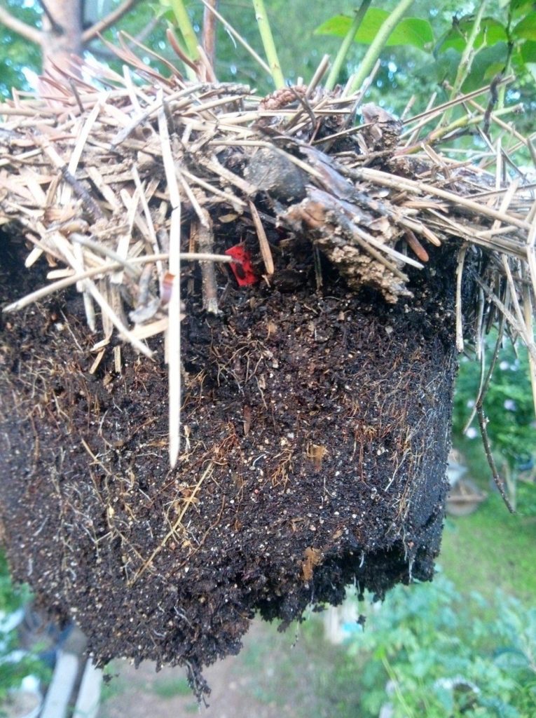 Gut durchwurzelter Wurzelballen einer Heidelbeere mit Nadelstreu als Mulch