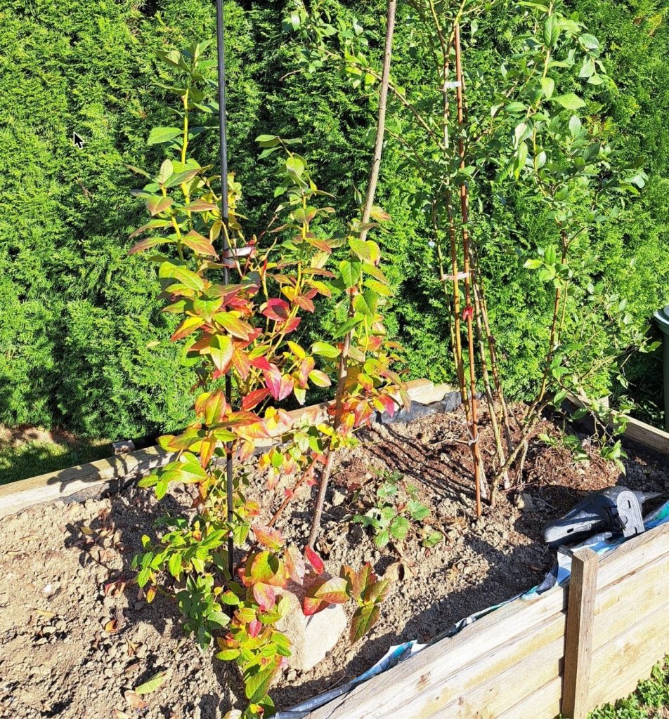 Junge Heidelbeersträucher im Hochbeet mit herbstlich gefärbtem Laub