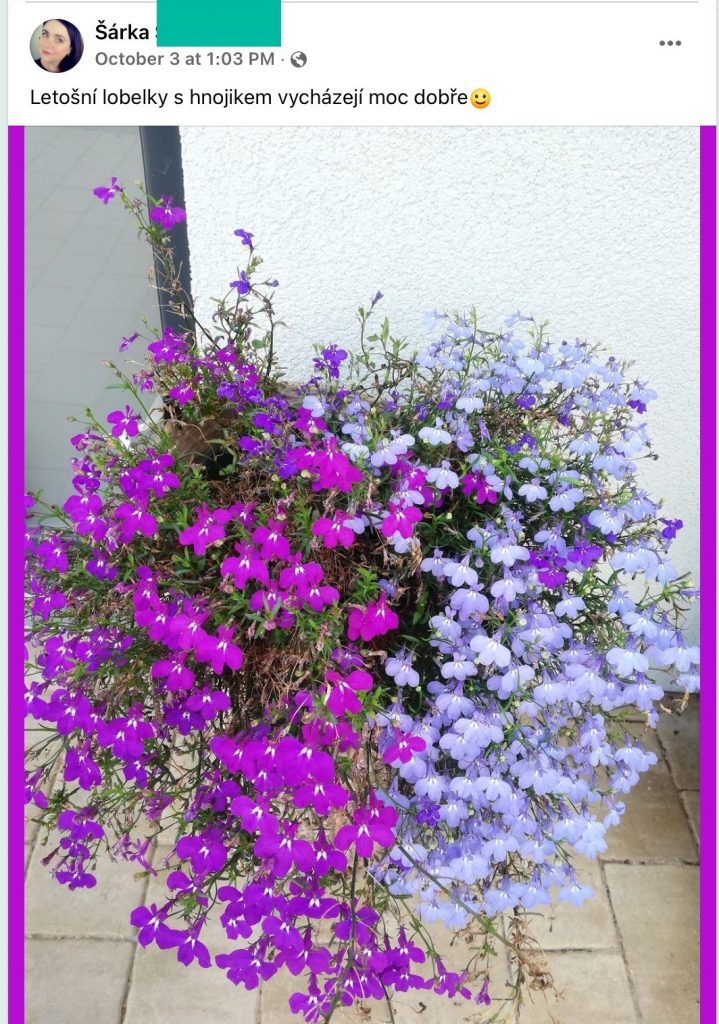 Screenshot eines Facebook-Beitrags: blühende violette und blaue Lobelien in einer Blumenampel