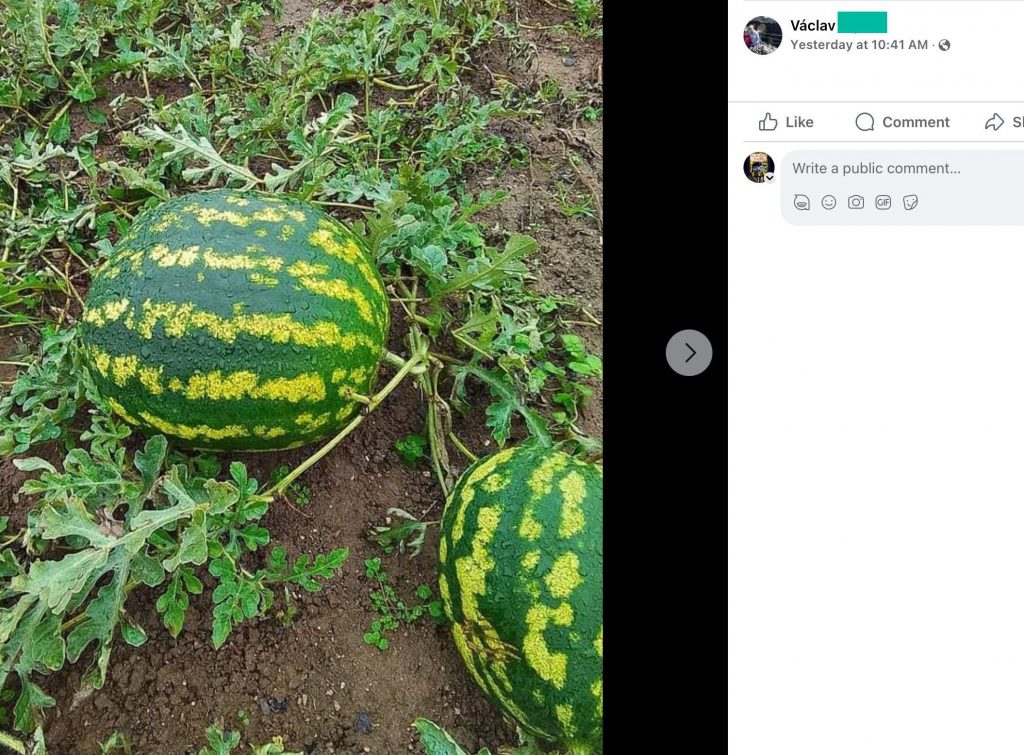 Screenshot eines Facebook-Beitrags: Melonen, die im Beet heranreifen