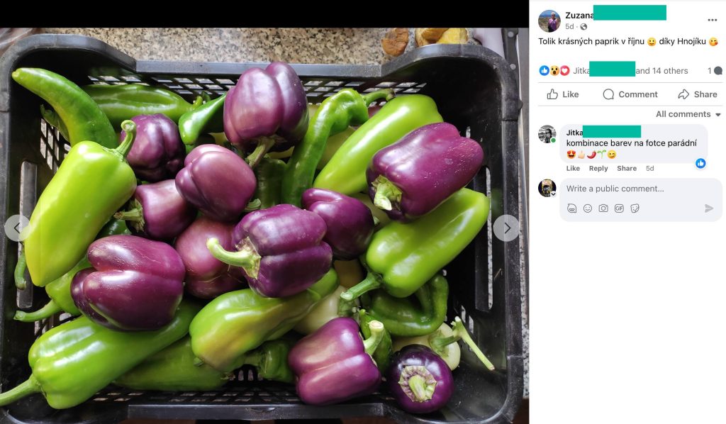 Screenshot eines Facebook-Beitrags: eine Kiste grüner und violetter Paprika aus der Oktoberernte