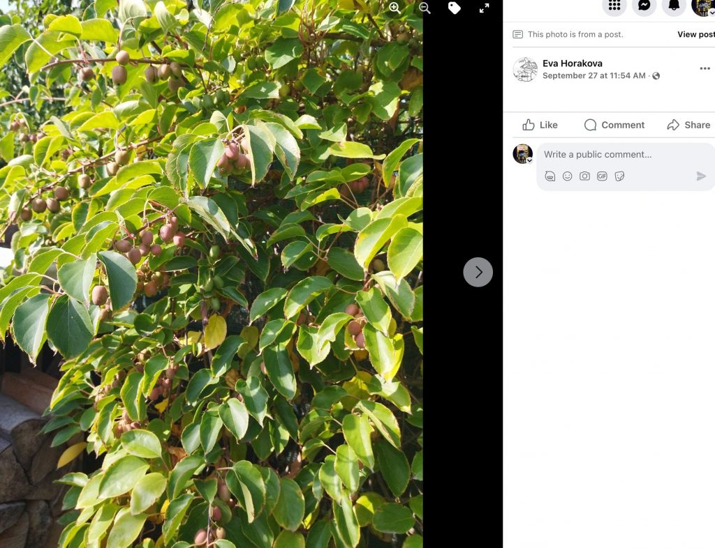 Screenshot eines Facebook-Beitrags: tragende Actinidia (Mini-Kiwi) an einer Pergola