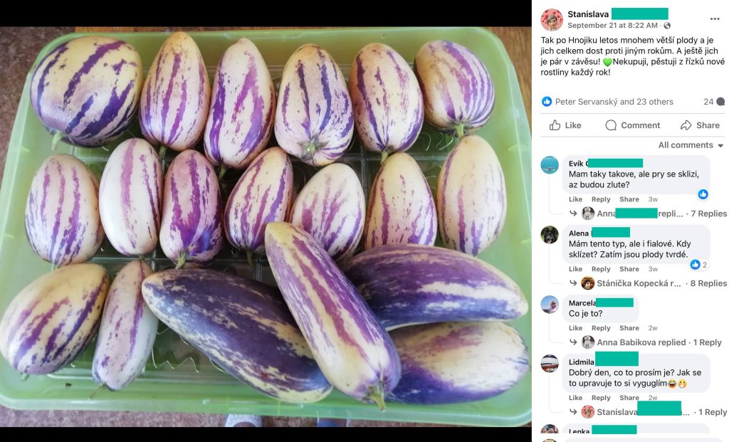 Screenshot eines Facebook-Beitrags: geerntete Pepino-Früchte (Birnenmelone) in einer Steige