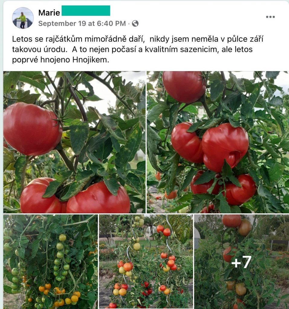 Screenshot eines Facebook-Beitrags: Fleischtomaten und Cherrytomatensträucher im Garten
