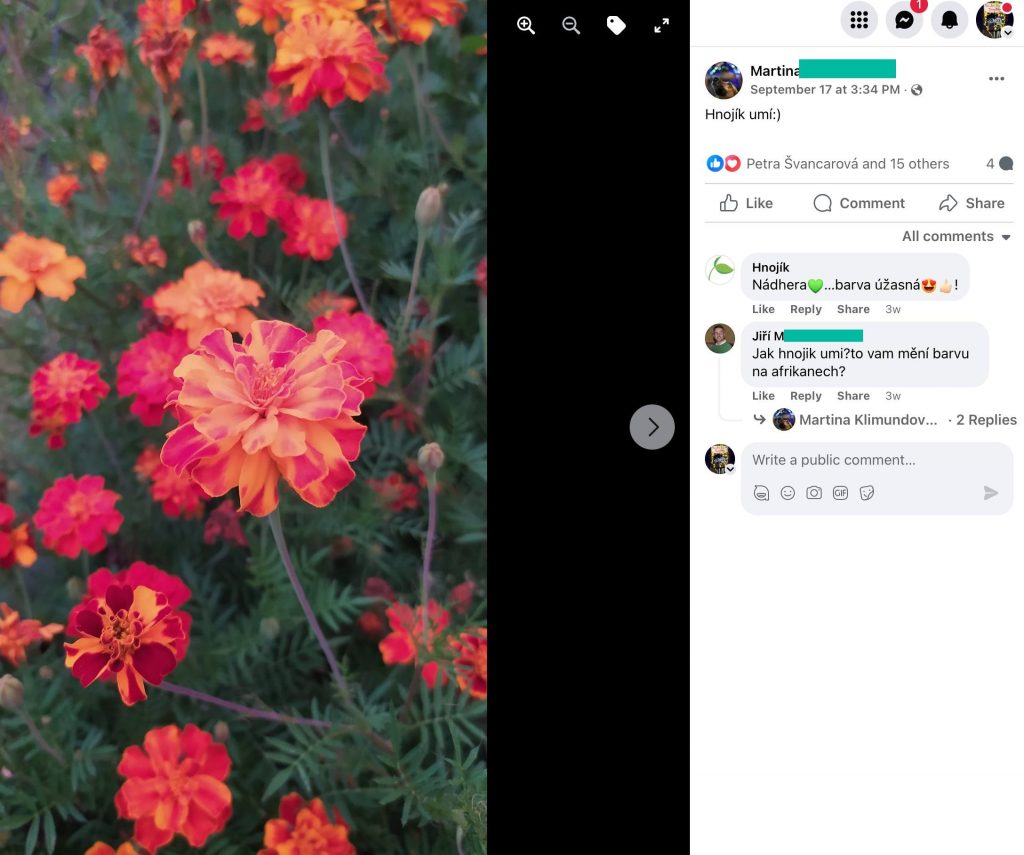 Screenshot eines Facebook-Beitrags: kräftig orange Studentenblumen (Tagetes) in voller Blüte