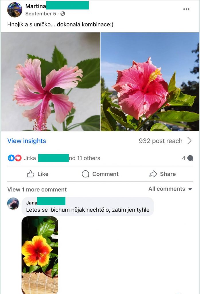 Screenshot eines Facebook-Beitrags: rosa Hibiskusblüten aus dem Garten einer Kundin