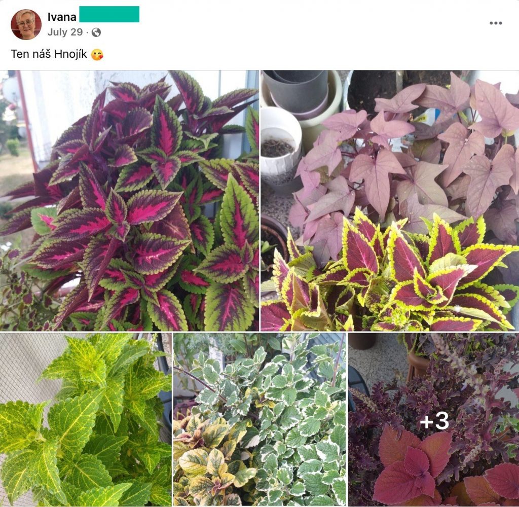Screenshot eines Facebook-Beitrags: bunte Buntnesseln und Süßkartoffeln aus dem Garten