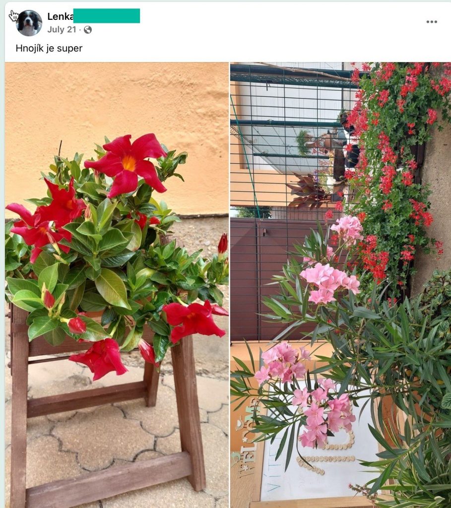 Screenshot eines Facebook-Beitrags: blühende Mandevilla und rosa Oleander auf der Terrasse
