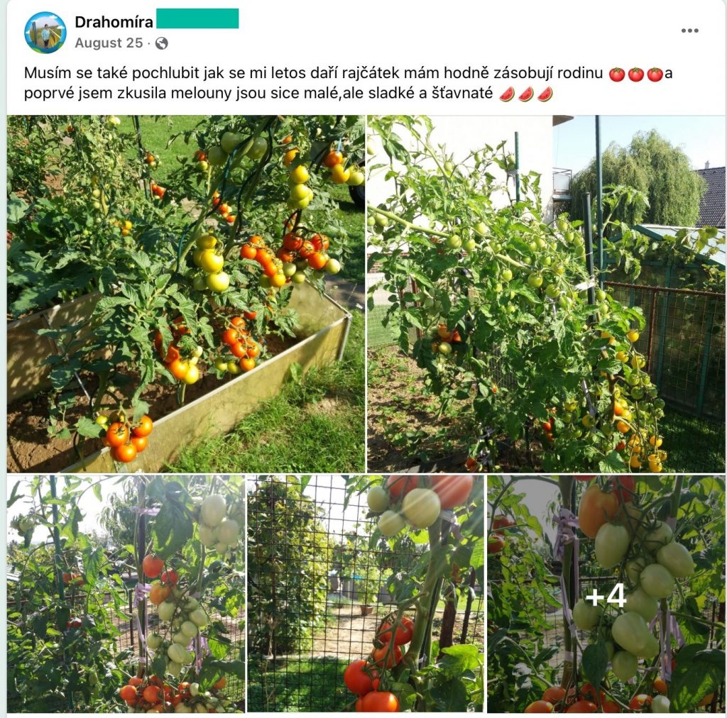 Screenshot eines Facebook-Beitrags: ein Beet und Tomatensträucher voller Früchte