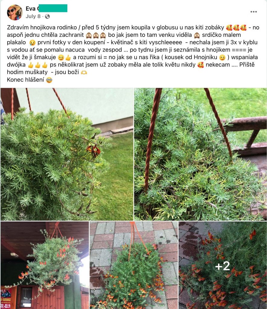 Screenshot eines Facebook-Beitrags: eine üppig blühende Pflanze in der Blumenampel