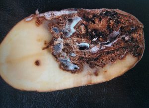 Aufgeschnittene Kartoffelknolle mit brauner Trockenfäule und hellem Pilzgeflecht im Hohlraum
