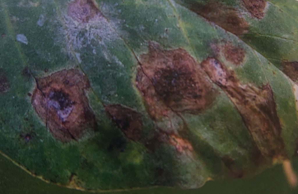 Blattdetail mit dunkelbraunen, nekrotischen Flecken und hellerer Mitte – typisches Bild der Brennfleckenkrankheit