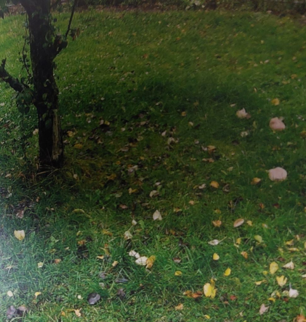 Dunkelgrüner Bogen im Rasen unter einem Baum, Spur eines Hexenrings