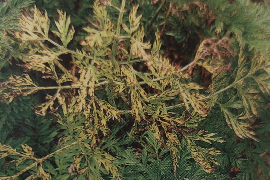 Alternaria-Blattfleckenkrankheit der Möhre – vergilbendes und bräunendes Möhrenlaub