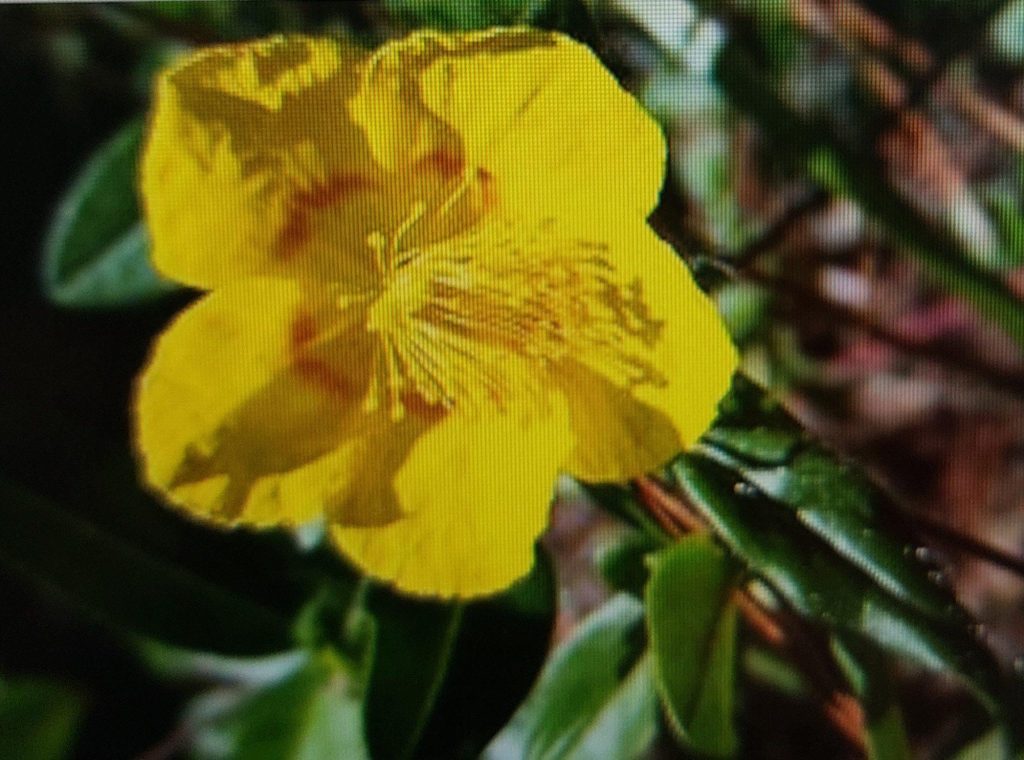 Gewöhnliches Sonnenröschen (Helianthemum nummularium) – gelbe Blüte in Nahaufnahme