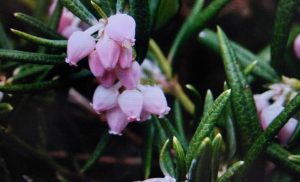 Rosmarinheide (Andromeda polifolia)