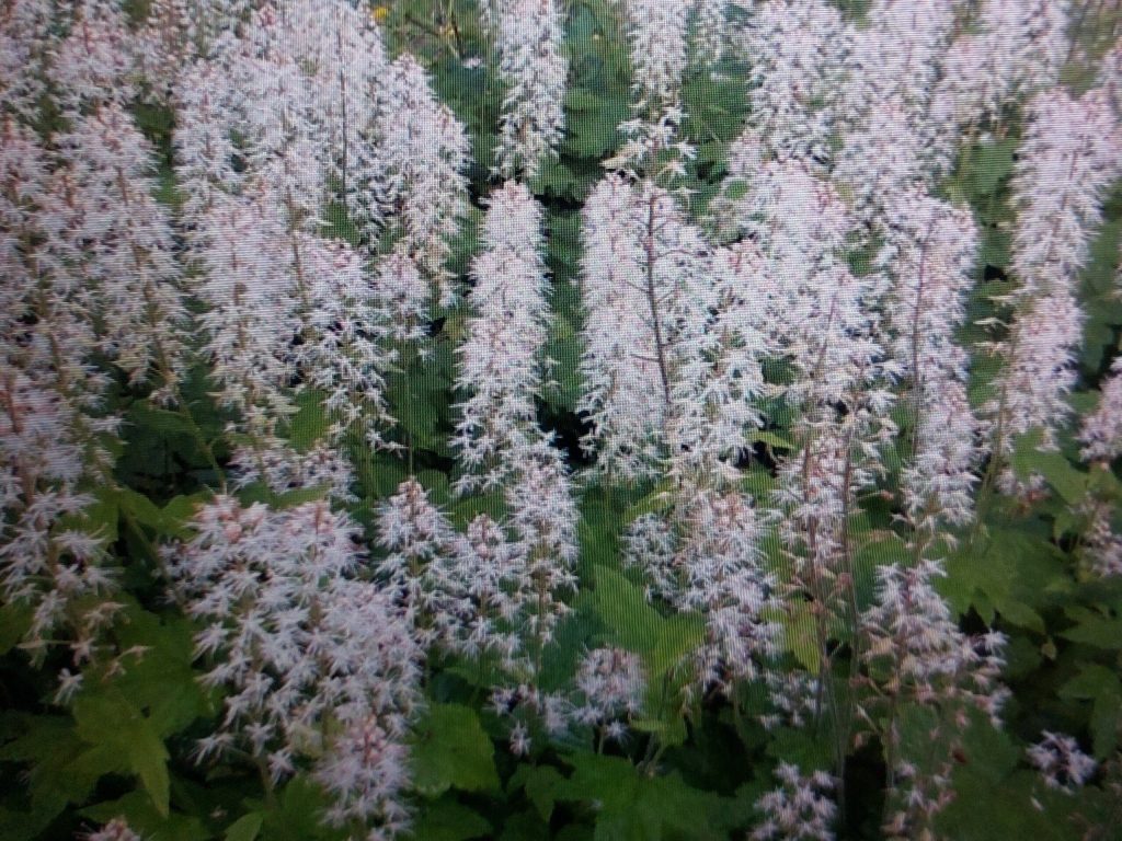 Schaumblüte (Tiarella)