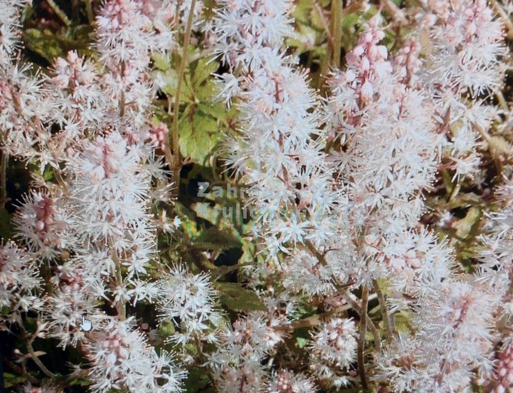 Schaumblüte – Sorte Appregio