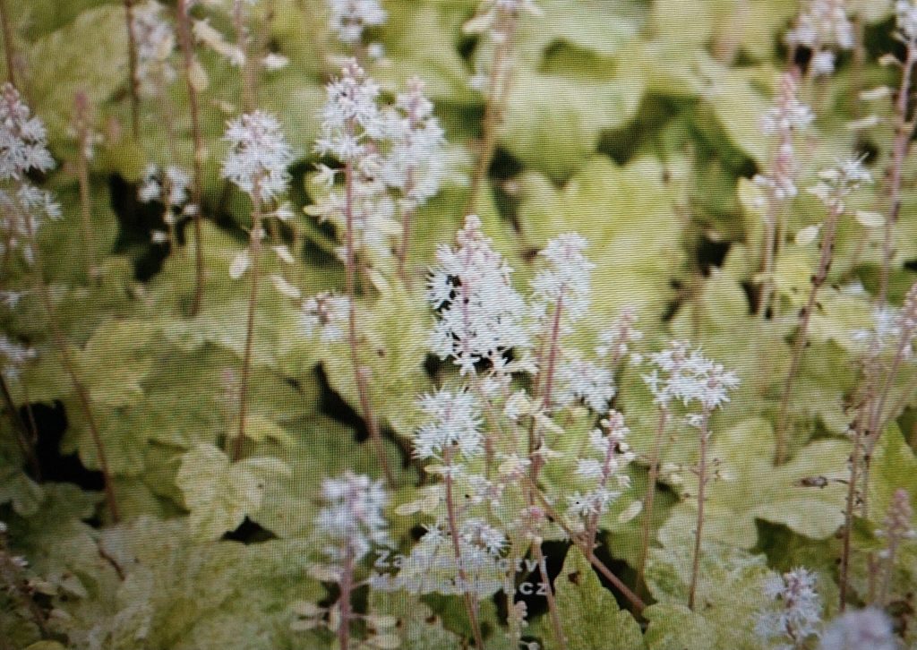 Schaumblüte – Sorte Herronswood Mist