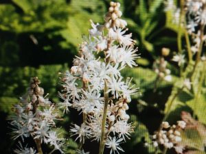 Herzblättrige Schaumblüte (Tiarella cordifolia)