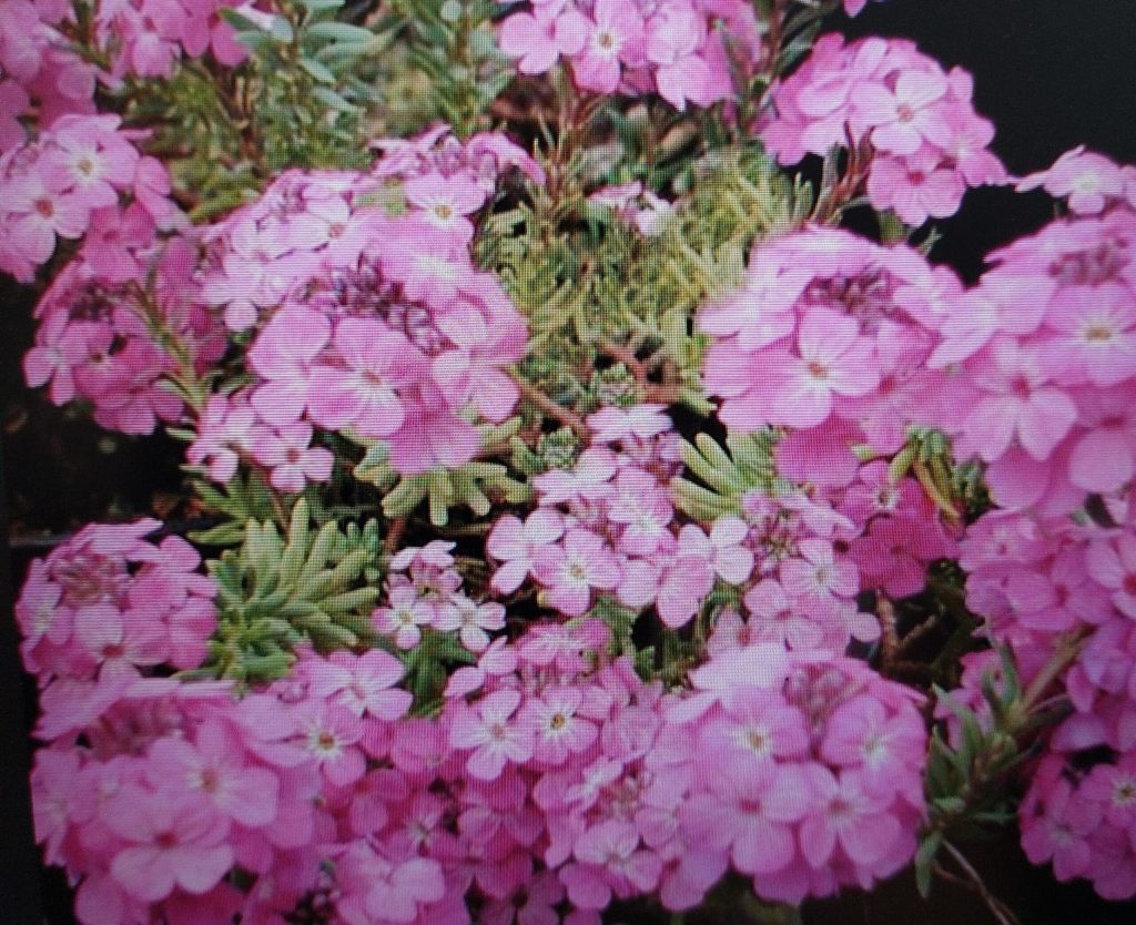 Armenisches Steintäschel – dichtes Polster kräftig rosa Blüten über nadelartigen graugrünen Blättern
