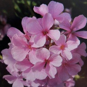 Großblütiges Steintäschel – Nahaufnahme einer Traube hellrosa vierzähliger Blüten